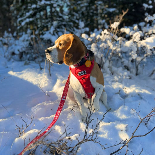 Canadian Rockies Dog Leash - Rocky Mountain