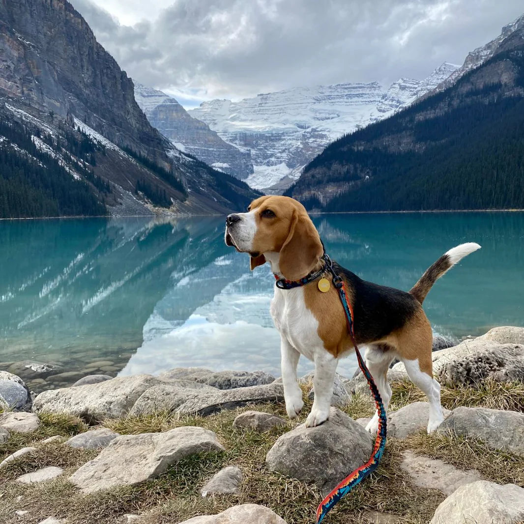 Banff Alpine Dog Collar - Rocky Mountain