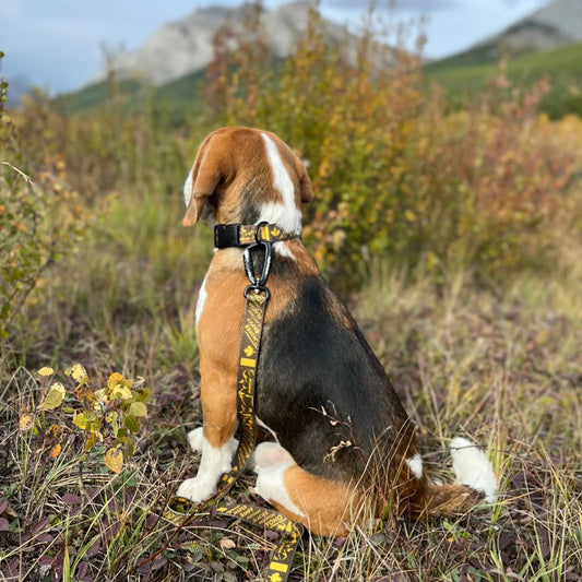 Canadian Rockies Dog Collar - Rocky Mountain