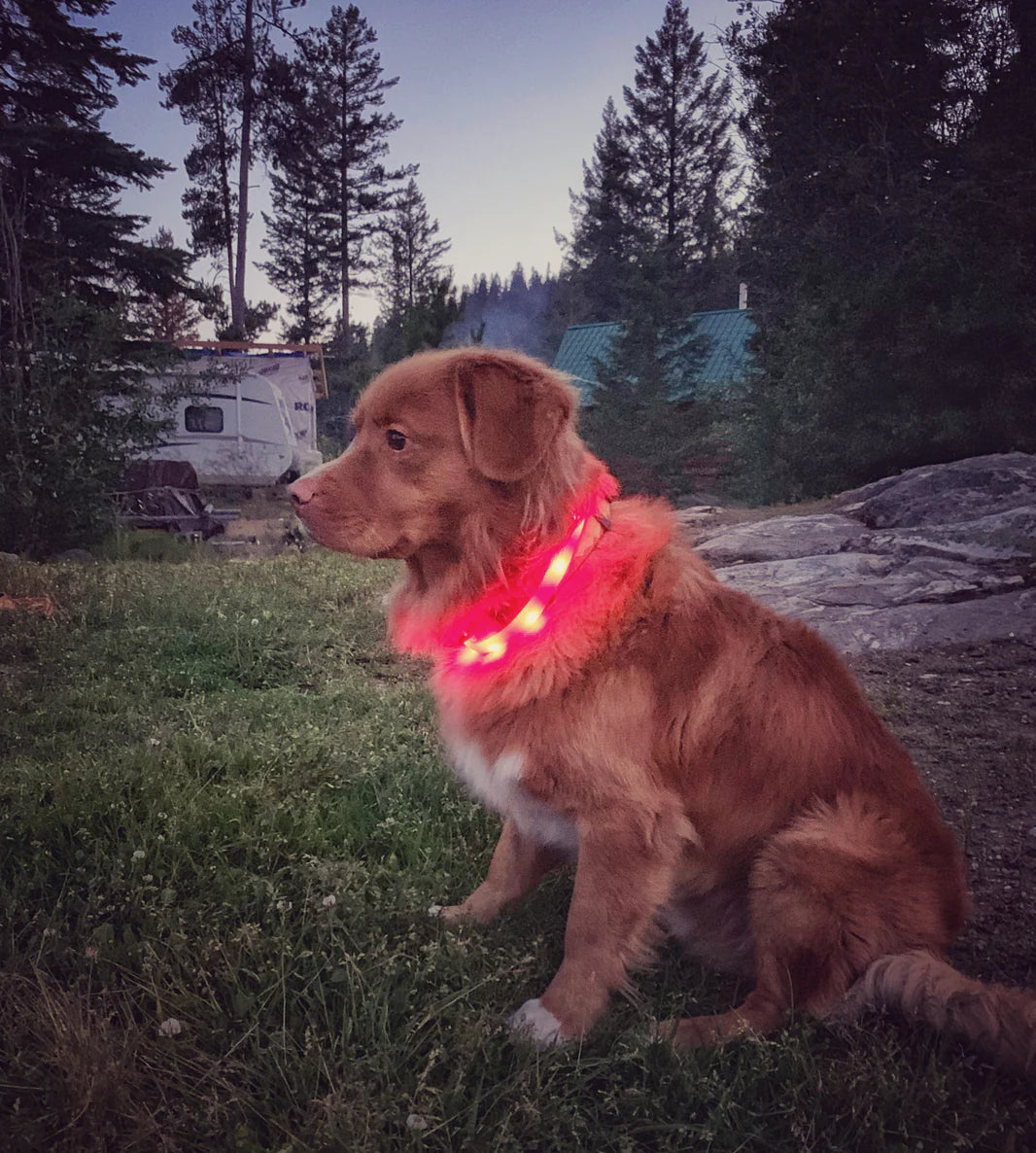 LED Dog Safety Collar - Rocky Mountain