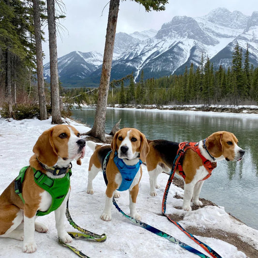 Summit All-Terrain Dog Harness - Rocky Mountain