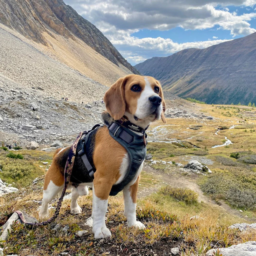 Summit All-Terrain Dog Harness - Rocky Mountain